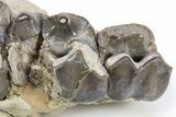 Fossil Titanothere (Megacerops) Partial Maxilla - South Dakota #300033-4